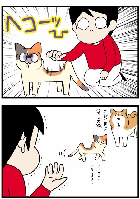 人懐こい新入り猫ちゃん