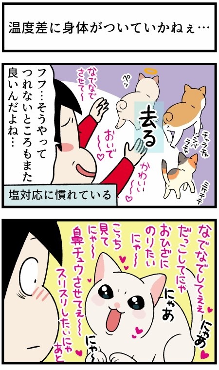 人懐こい新入り猫ちゃん