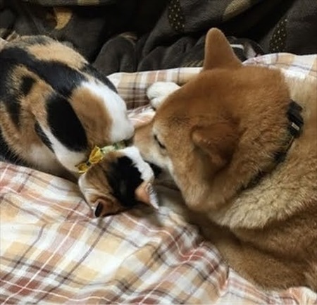 人懐こい新入り猫ちゃん