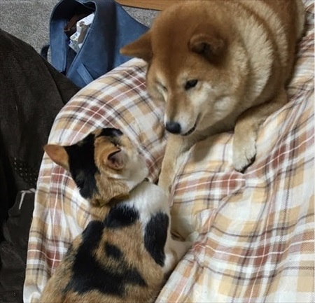 人懐こい新入り猫ちゃん