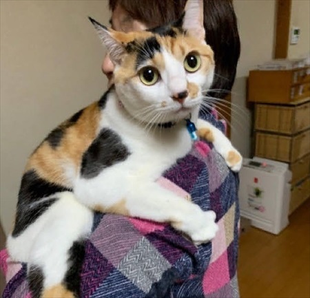 人懐こい新入り猫ちゃん