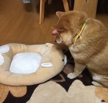 人懐こい新入り猫ちゃん