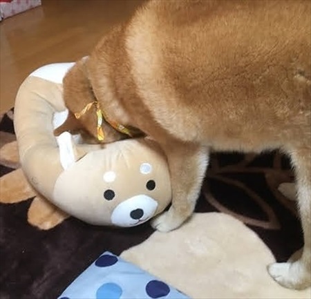 人懐こい新入り猫ちゃん