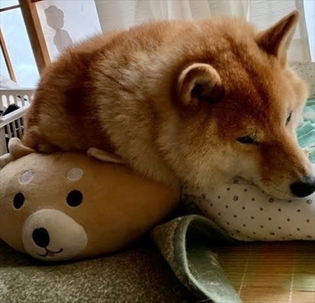 人懐こい新入り猫ちゃん