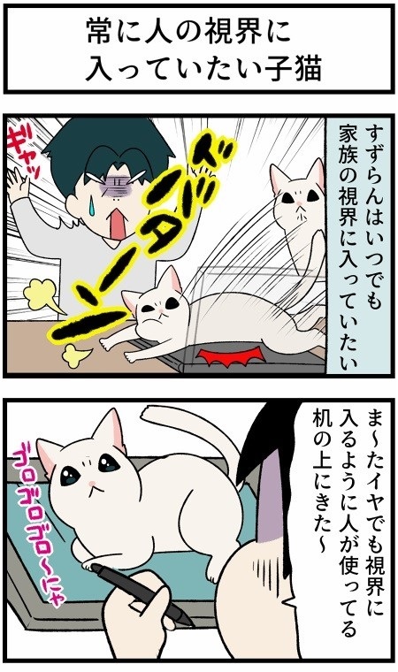 人懐こい新入り猫ちゃん