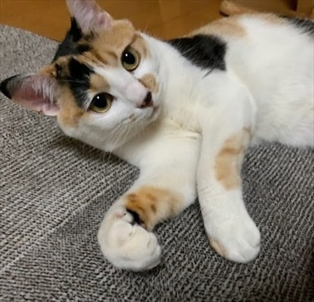 人懐こい新入り猫ちゃん
