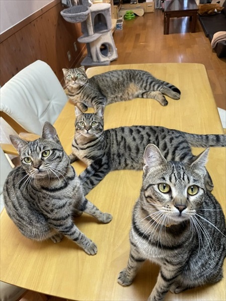 キッチンを占拠する猫ちゃんたち