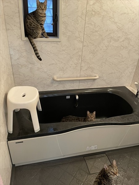 キッチンを占拠する猫ちゃんたち