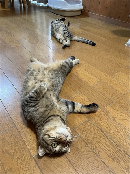 キッチンを占拠する猫ちゃんたち