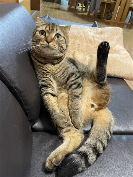 キッチンを占拠する猫ちゃんたち