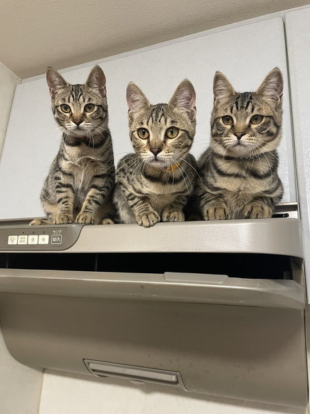 キッチンを占拠する猫ちゃんたち