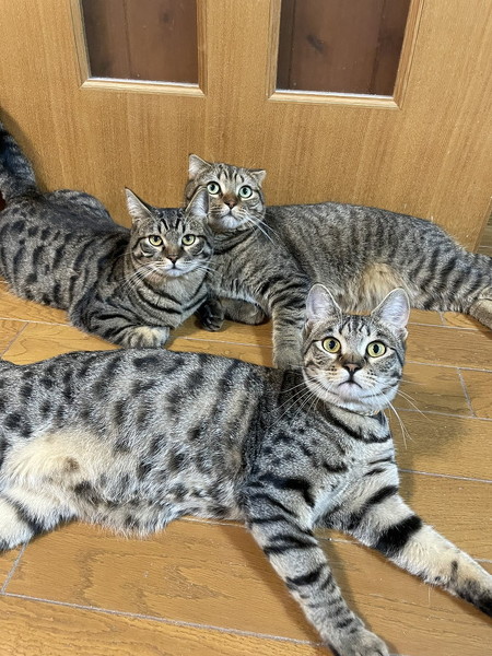 キッチンを占拠する猫ちゃんたち