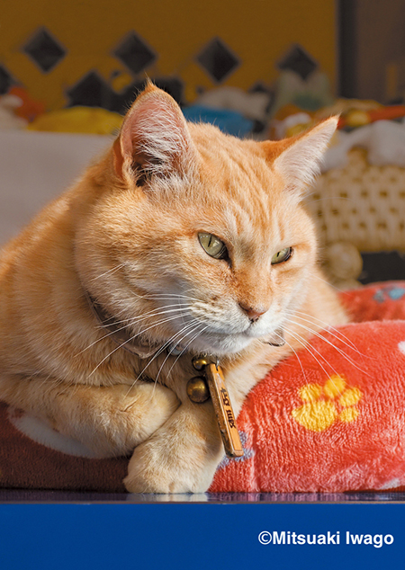 赤いベッドと猫ちゃん