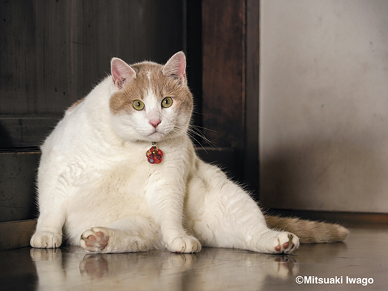 こちらを見る猫ちゃん