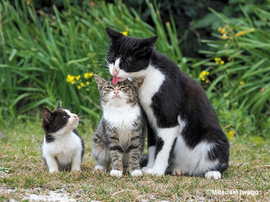 猫ちゃんきょうだい