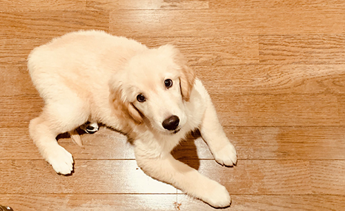 5Kgくらいのクルトンちゃん