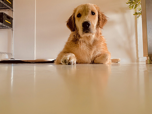 シャワーをあびたクルトンちゃん