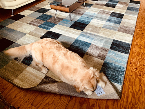 カーペットと戦うクルトンちゃん