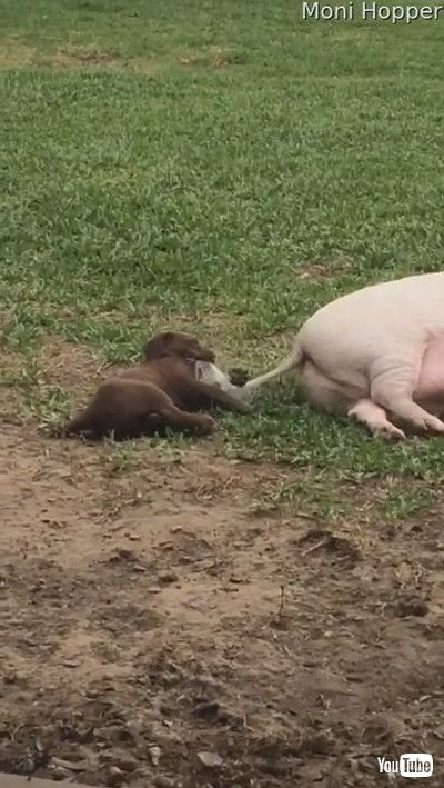 「Tail Pulling Puppy Pesters Pot-Bellied Pig || ViralHog」