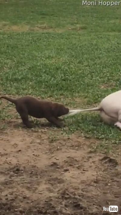 「Tail Pulling Puppy Pesters Pot-Bellied Pig || ViralHog」