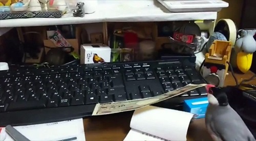 お金を奪う文鳥