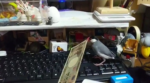 お金を奪う文鳥
