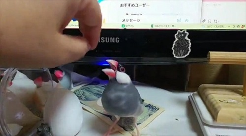 お金を奪う文鳥