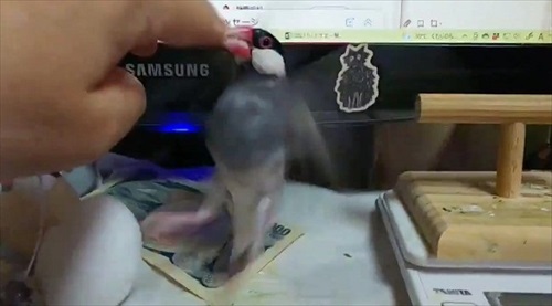 お金を奪う文鳥