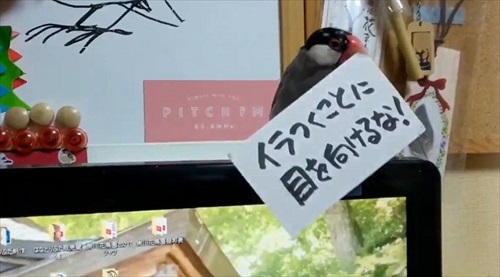 お金を奪う文鳥