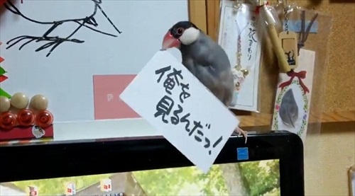 お金を奪う文鳥