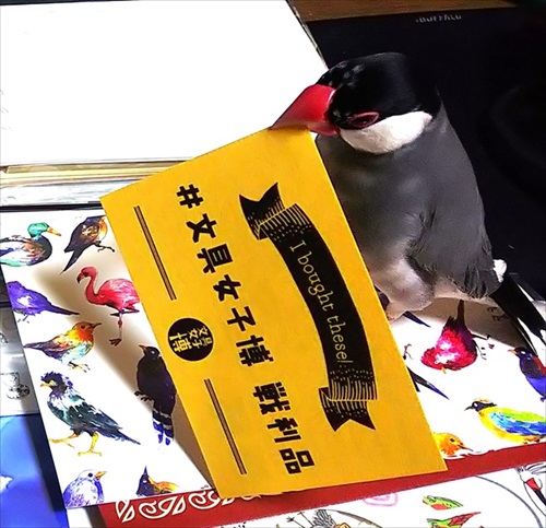 お金を奪う文鳥