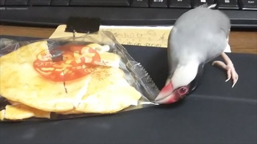 お金を奪う文鳥