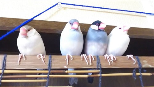 お金を奪う文鳥