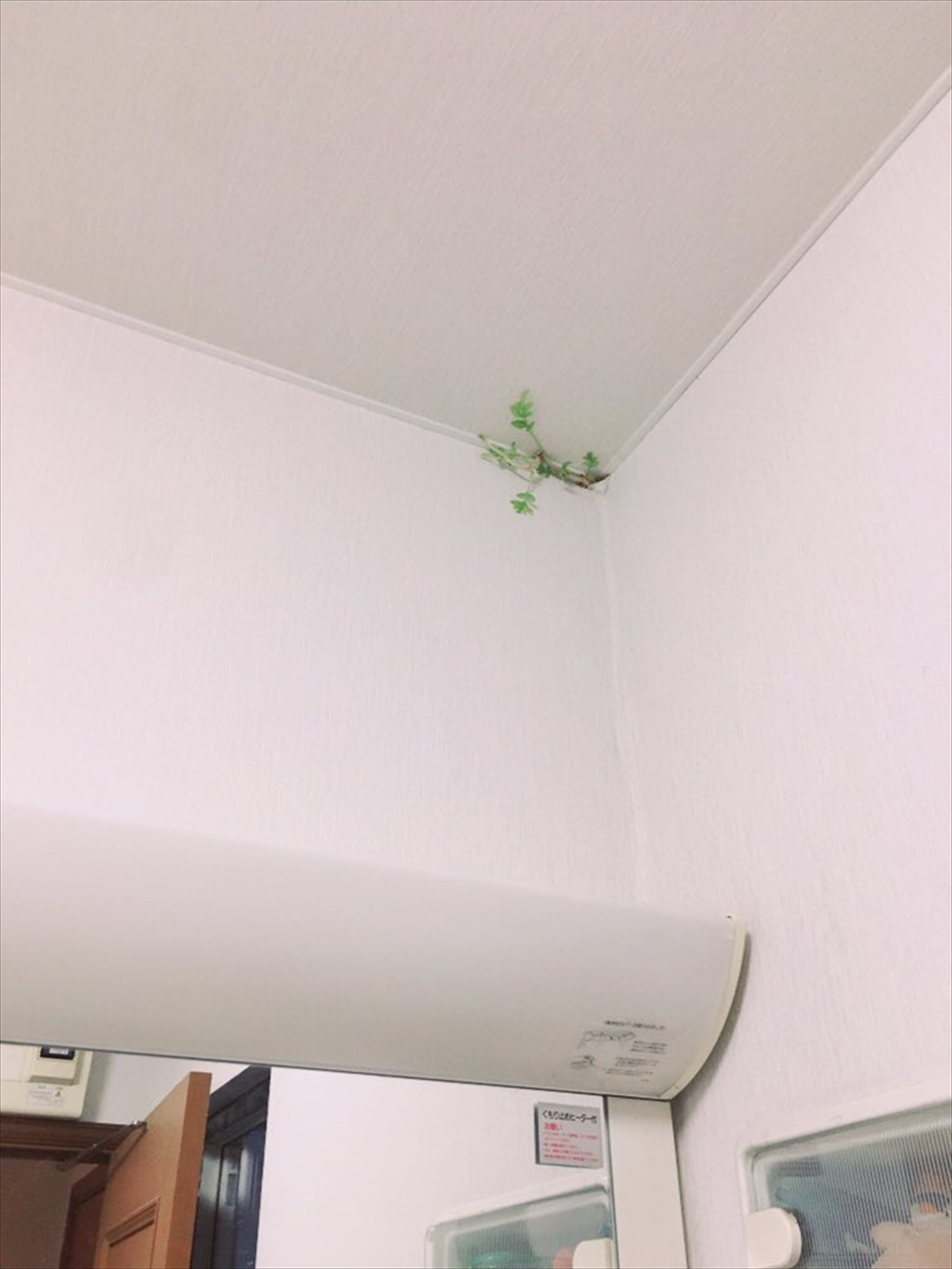 「は？」　壁紙から草が生えてきて草しか生えない状況発生→Twitter集合知で何の植物か判明