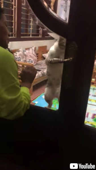 飼い主さんのためにドアを開けてあげる猫