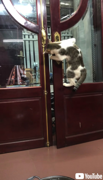 飼い主さんのためにドアを開けてあげる猫