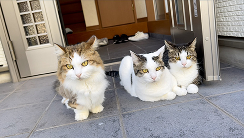 お見送りする3匹