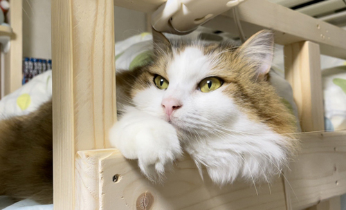 両足がはみだす豆苗さん