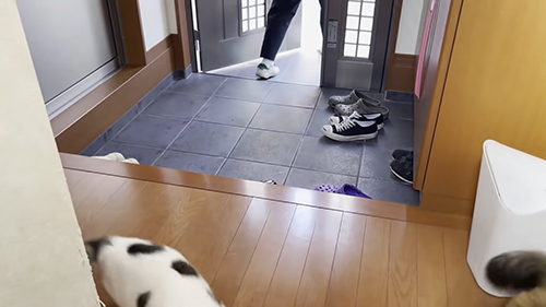 小走りする息子さんと豆大福さん