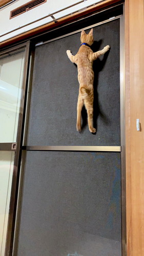 ねこ忍者