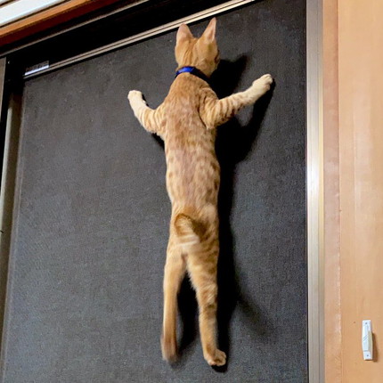 ネコニンジャちゃん