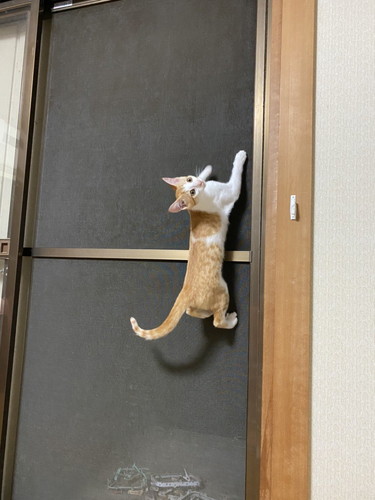 ネコニンジャちゃん