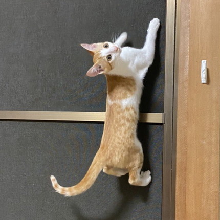 ネコニンジャちゃん