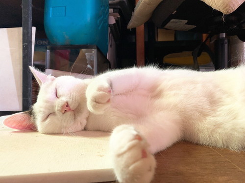 いろんなネコちゃん