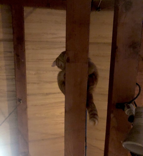 いろんなネコちゃん