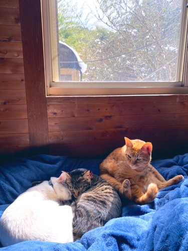 いろんなネコちゃん