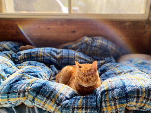 いろんなネコちゃん