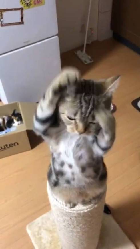 猫 あーちゃん ちゅーる 焦らされた