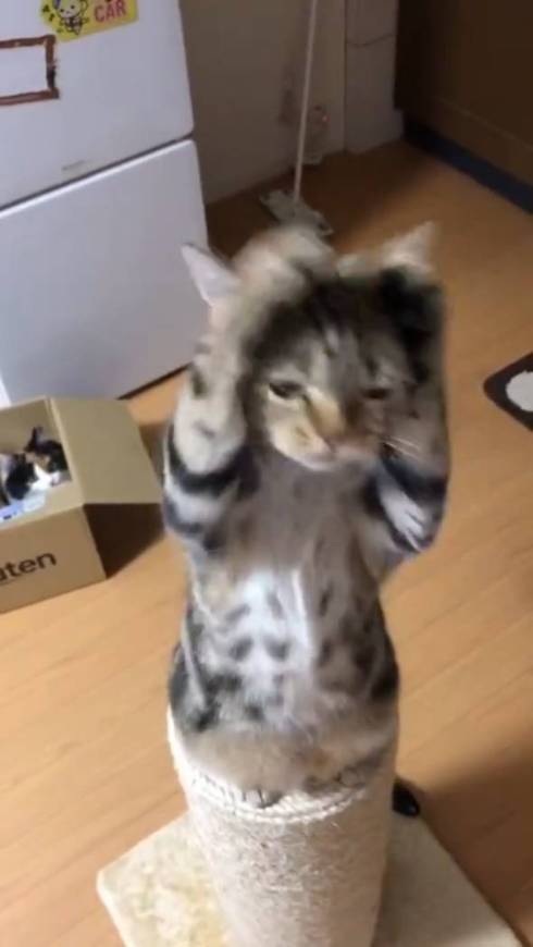 猫 あーちゃん ちゅーる 焦らされた