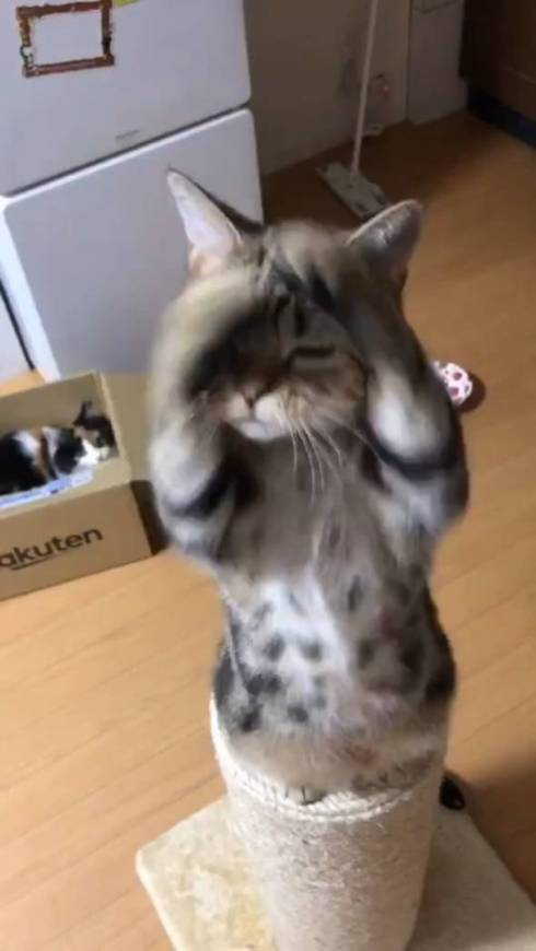 猫 あーちゃん ちゅーる 焦らされた